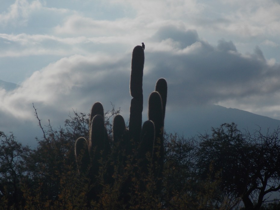 Early morning desert scene at 11,000 ... guess it's what they call the High Desert.
