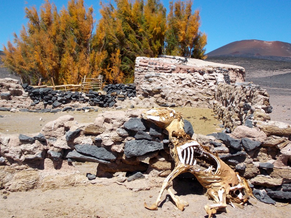 How often can you get a volcano and a donkey carcass in the same picture?