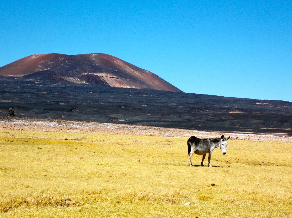 This is Carachi Pampa, the volcano, and Donald, the donkey.