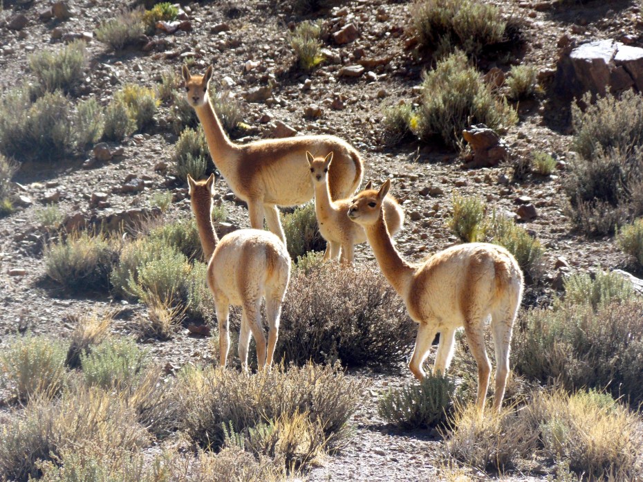 Vicunas grazing.