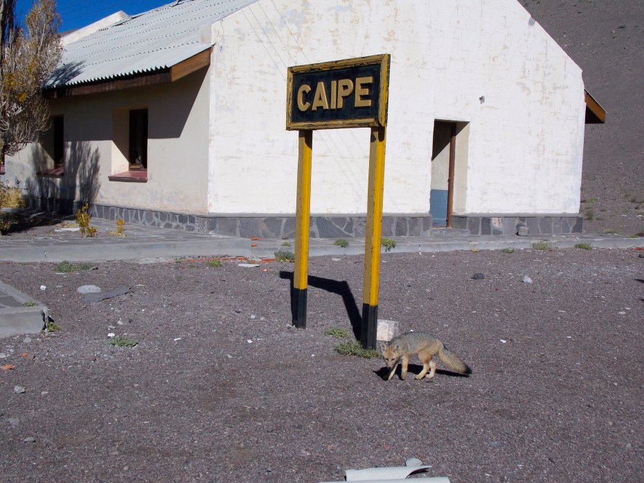 This fox and his buddy followed us around the old train station at Caito.