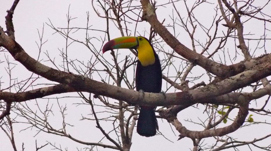 Who can? You can. Toucan.