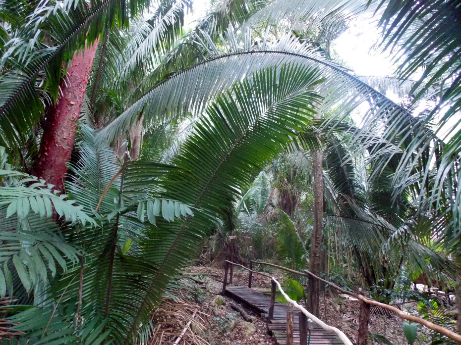 The huge palms brought atmosphere to the Chiminos Island Lodge.