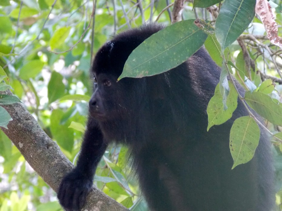 Spider monkey, deep in thought.